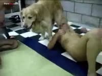 Dog banging two hot sluts in beastiality threesome